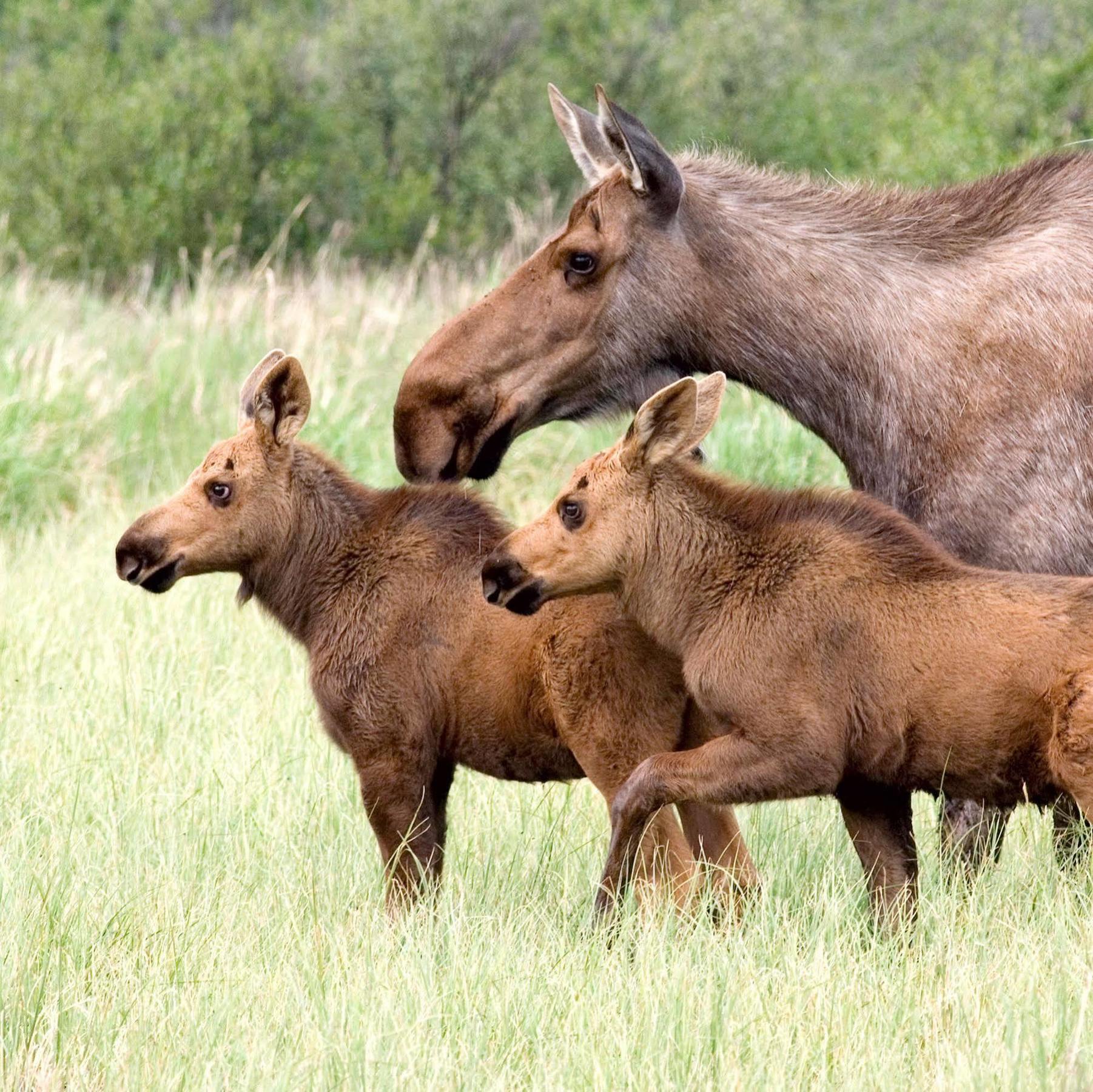 Denali Park Hotel Healy Luaran gambar